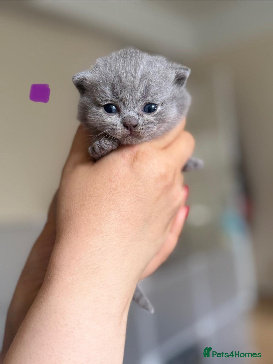 British Shorthair cats for sale: British shorthair blue kitten - Image 2