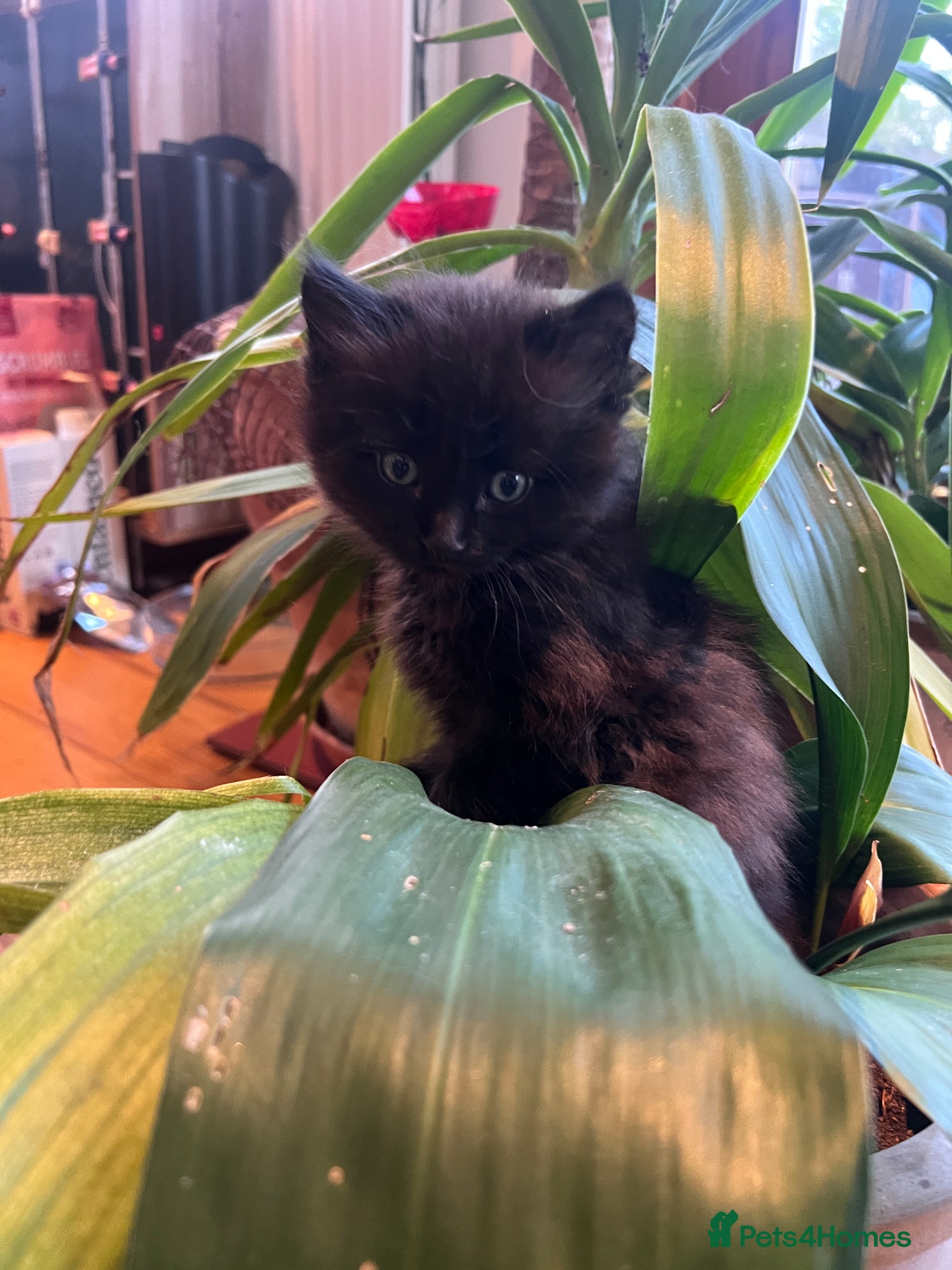 Mixed Breed cats Gorgeous black Abyssinian/British shorthair - Advert 17