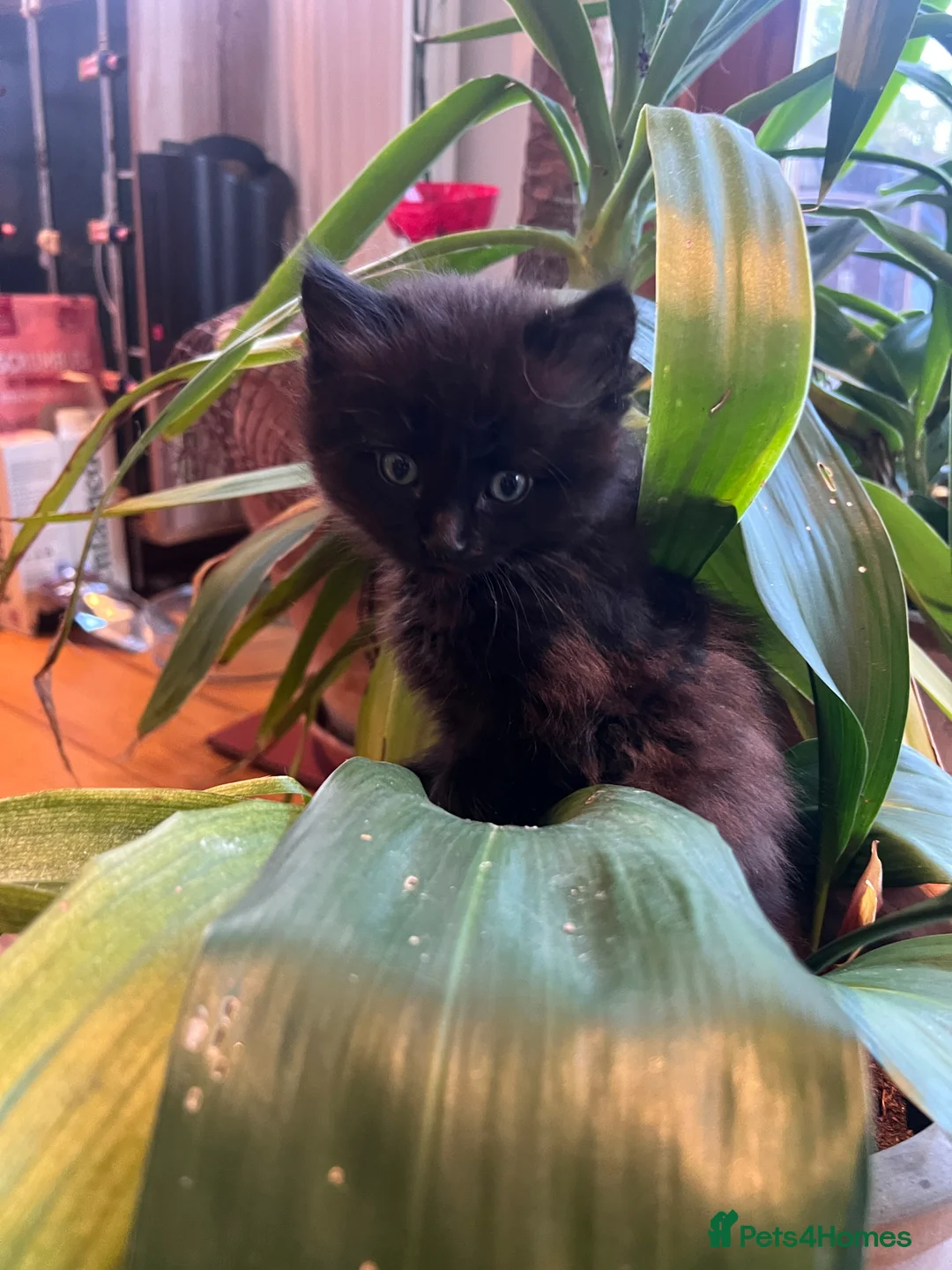 Mixed Breed cats for sale: Gorgeous grey & black Abyssinian/British shorthair - Advert 2