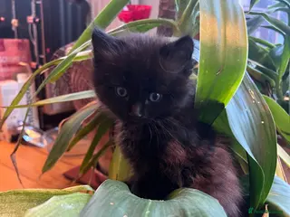 Mixed Breed cats Gorgeous black Abyssinian/British shorthair - Advert 17