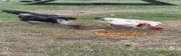 Chickens poultry for sale: Shamo cockerels  - Advert 5