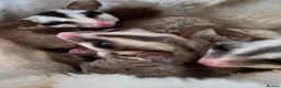 Sugar Glider rodents for sale: 5 sugar gliders - Advert 1