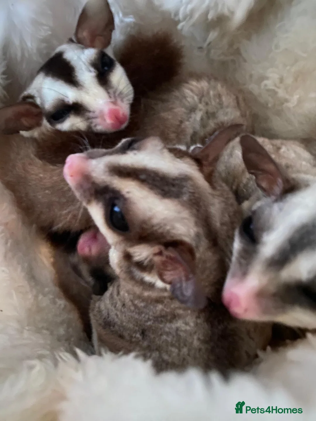 Sugar Glider rodents for sale: 5 sugar gliders - Advert 1