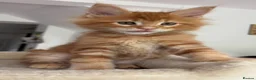 Maine Coon cats for sale: TICA Reg Maine Coon Kittens Ginger Red Cream - Advert 18