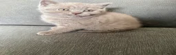 British Shorthair cats for sale: British shothair cute kittens  - Advert 9