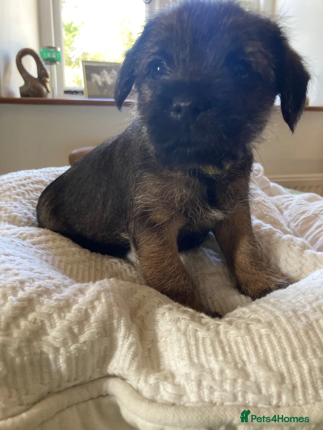 Border Terrier dogs for sale: Quality Border Terrier Puppies - Advert 11