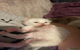 Ragdoll cats for sale: GCCF Beautiful Ragdoll Kittens - Image 11