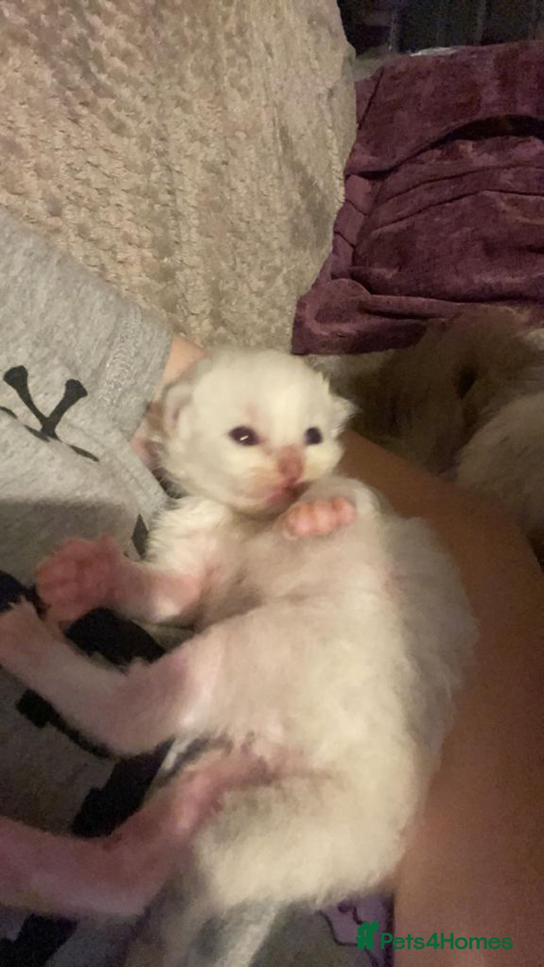 Ragdoll cats for sale: GCCF Beautiful Ragdoll Kittens - Image 11