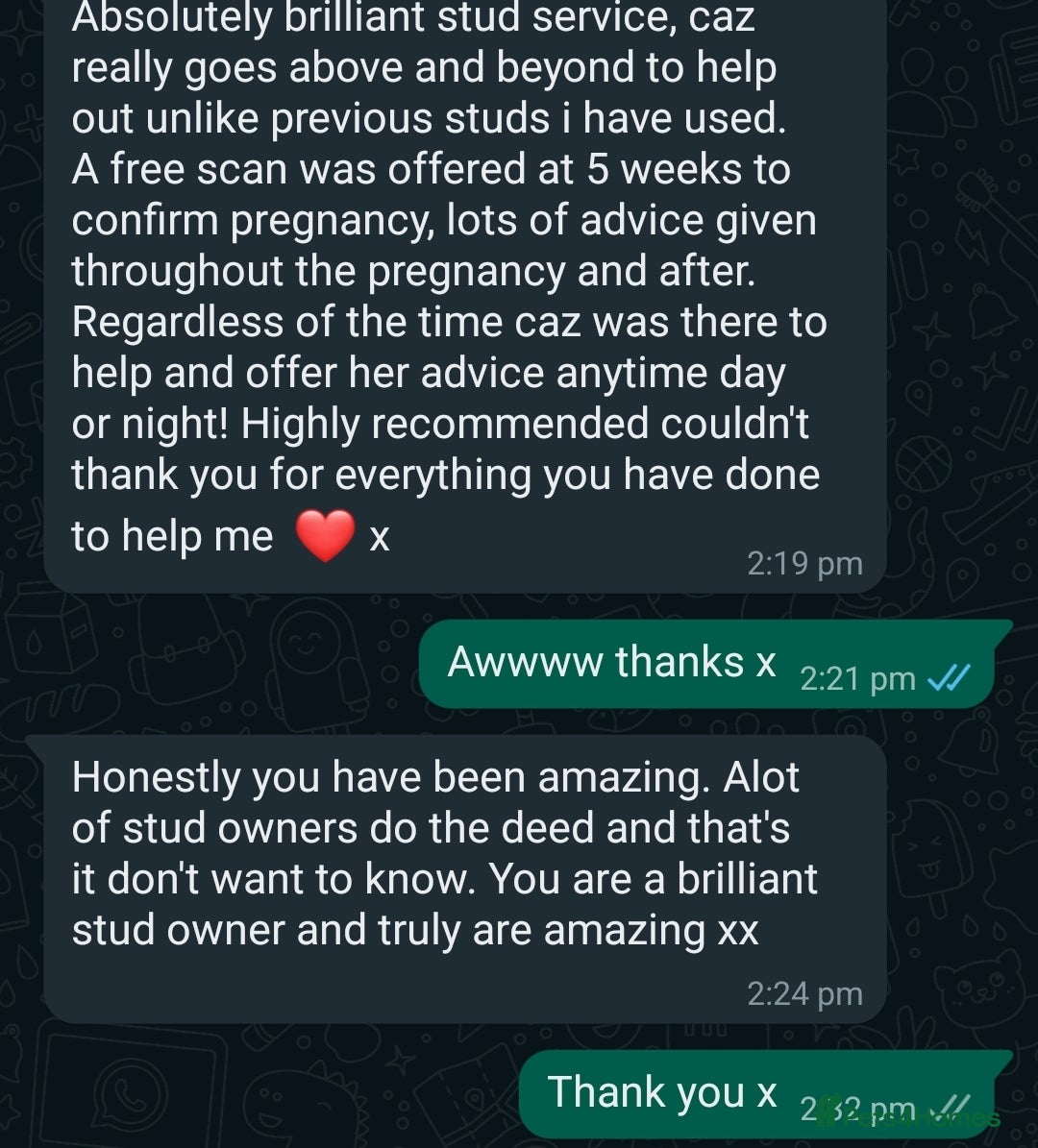 Chihuahua dogs for stud: Kc reg Lilac short coat for stud  in Bedford - Advert 11