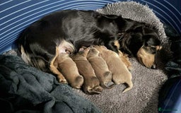 Dachshund dogs for sale: Miniature dachshund puppies  - Image 13