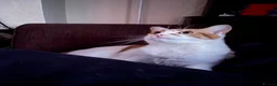 Domestic Shorthair cats for sale: Rehome for Cheeto - Advert 3