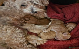 Maltipoo dogs for sale: Stunning Maltipoo Puppies ❤️  - Image 24