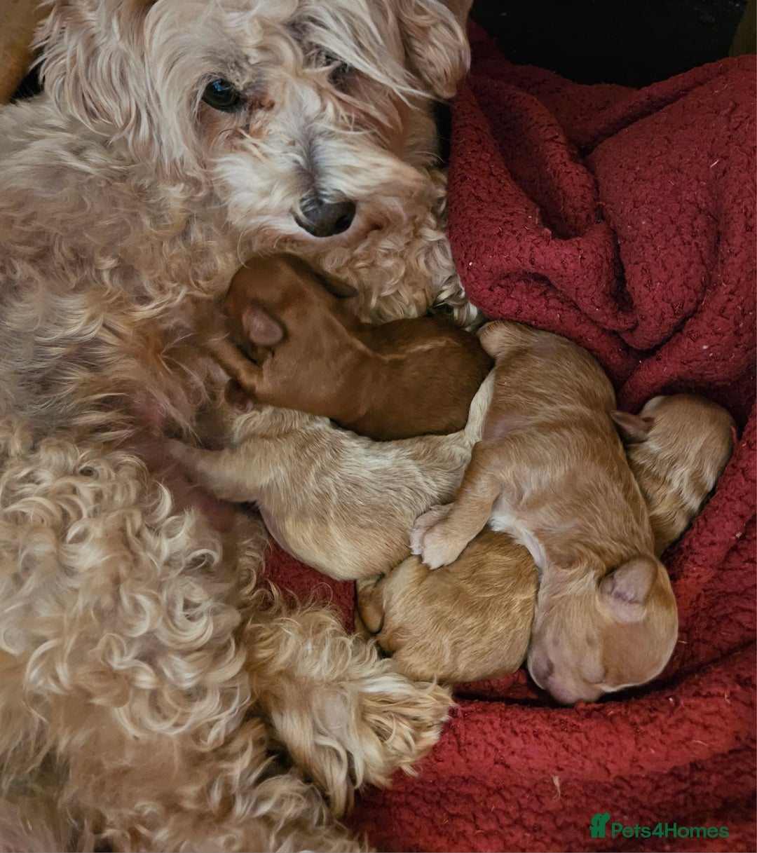 Maltipoo dogs for sale: Stunning Maltipoo Puppies ❤️  - Image 24
