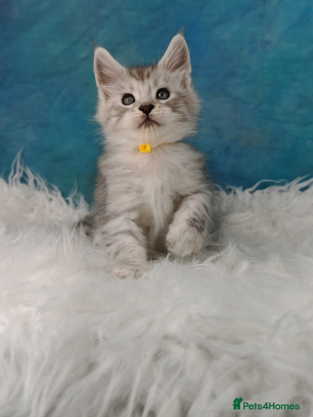 Maine Coon cats for sale: Shaded line Maine Coon kittens - Advert 14