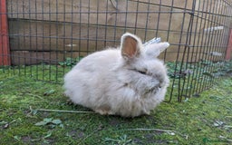 Lionhead rabbits for sale: Tiny is looking for his forever home - Advert 3