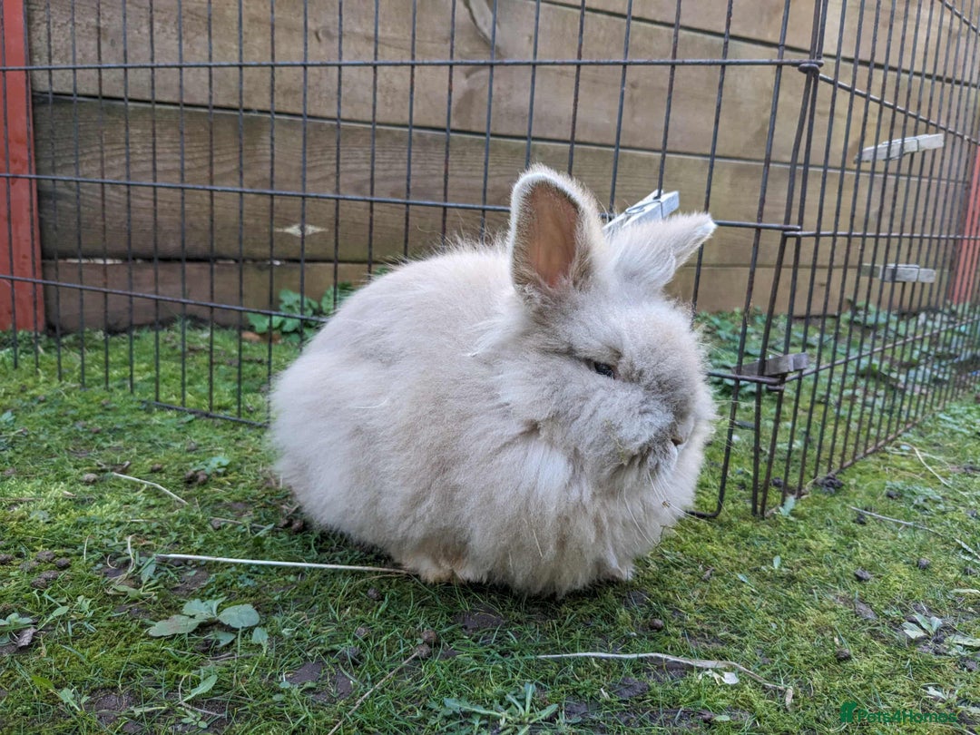 Lionhead rabbits for sale: Tiny is looking for his forever home - Advert 3