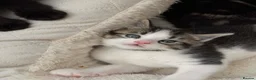 Mixed Breed cats for sale: Maine coon kittens x6 available from 8th May - Advert 11