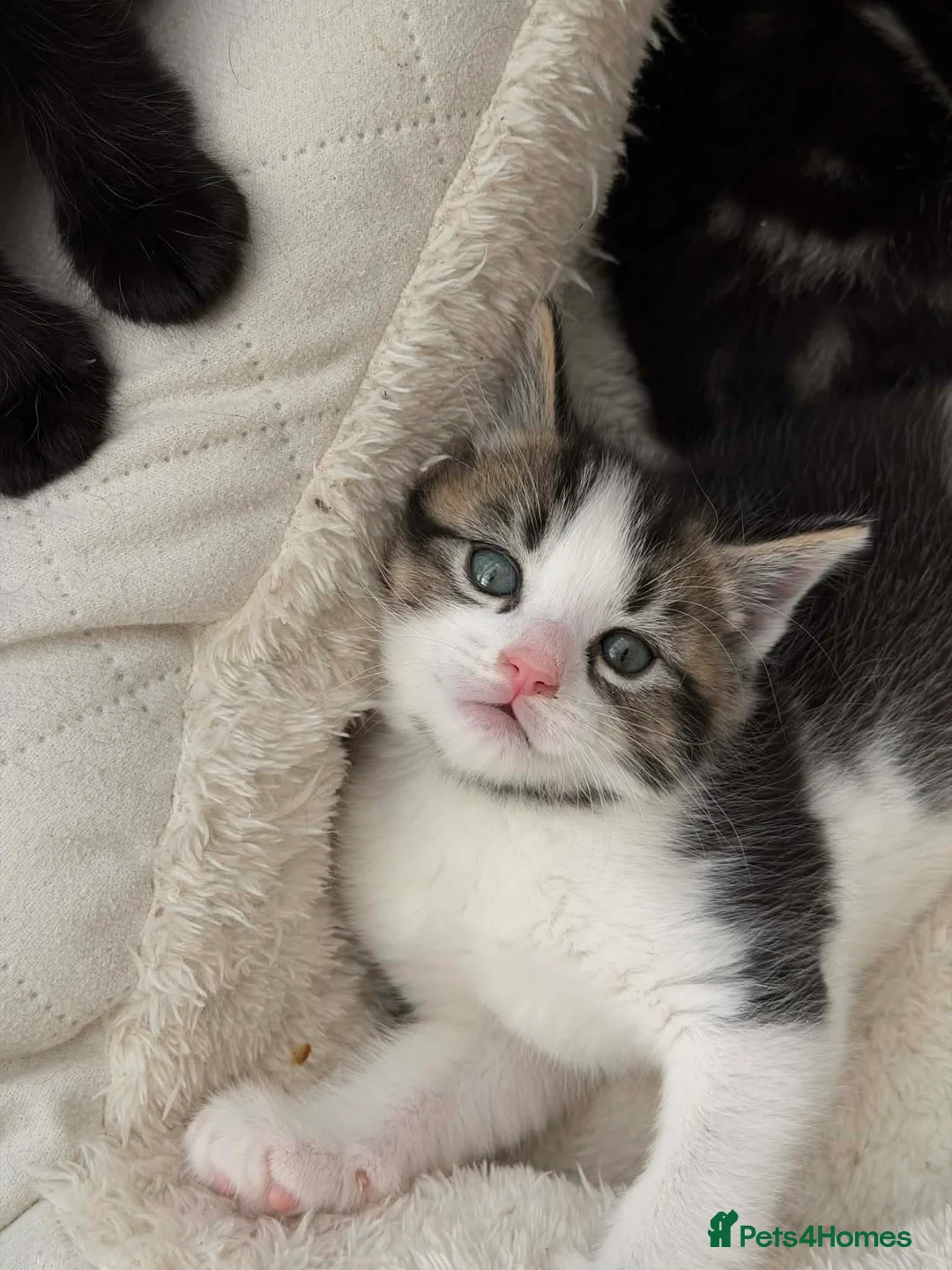 Mixed Breed cats for sale: Maine coon kittens x6 available from 8th May - Advert 11
