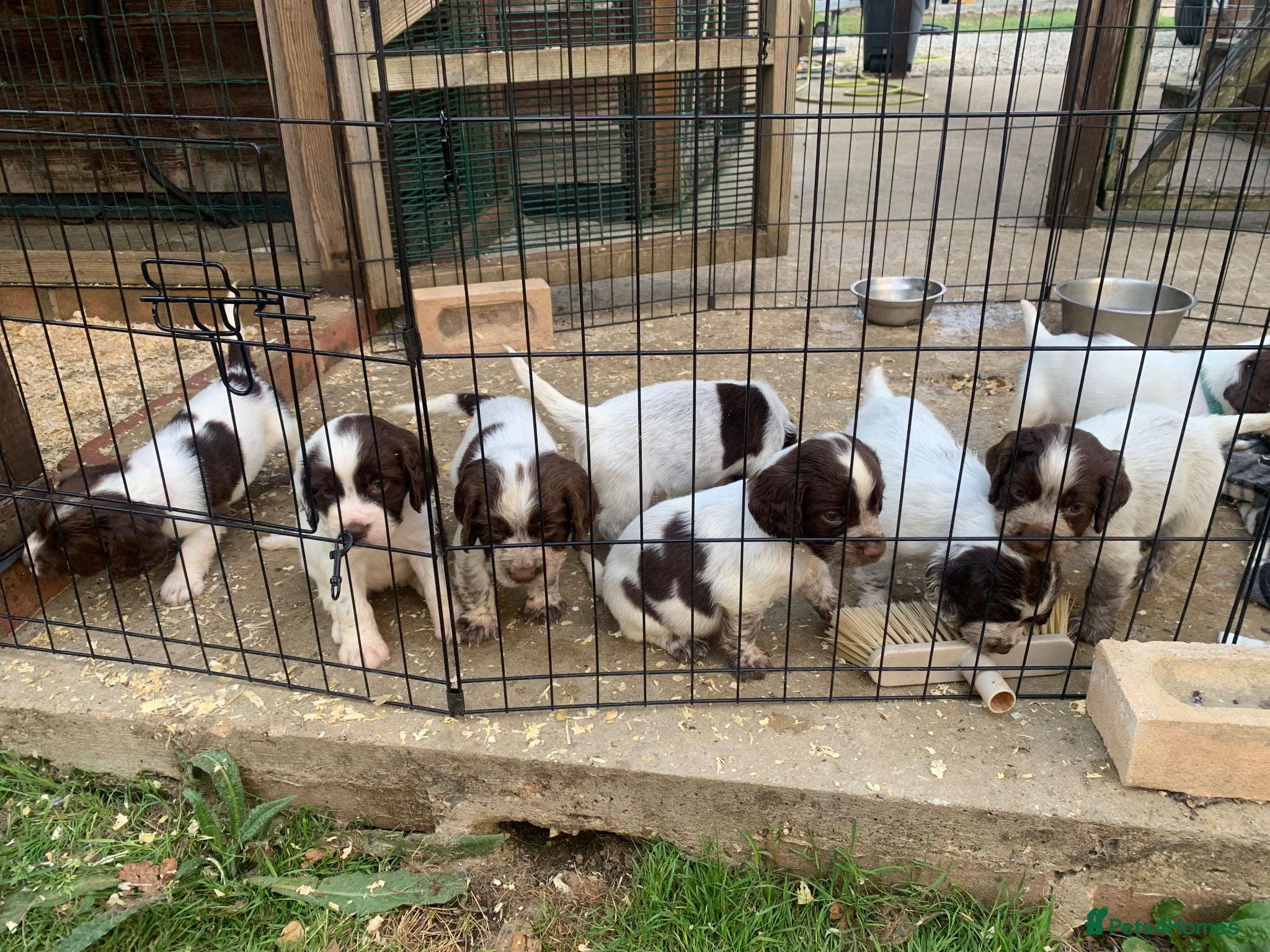 Sprocker dogs F1B litter of 8 cocker spaniels. - Advert 1