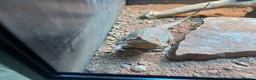 Bearded Dragon reptiles for sale: Bearded dragon and enclosure  - Advert 1