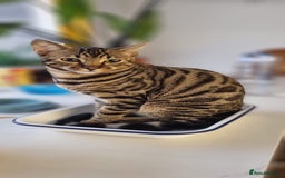 Ragdoll cats for sale: 🌟 Ragdoll x Bengal – Exquisite Baby Kittens 🌟 - Image 27