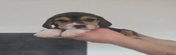 Beagle dogs for sale: Beautiful Beagle Puppies Looking For A Loving Home - Advert 21