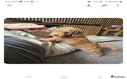 Cockapoo dogs for sale: 1 BOY LEFT! cockapoo F1b, PRA tested - Image 24