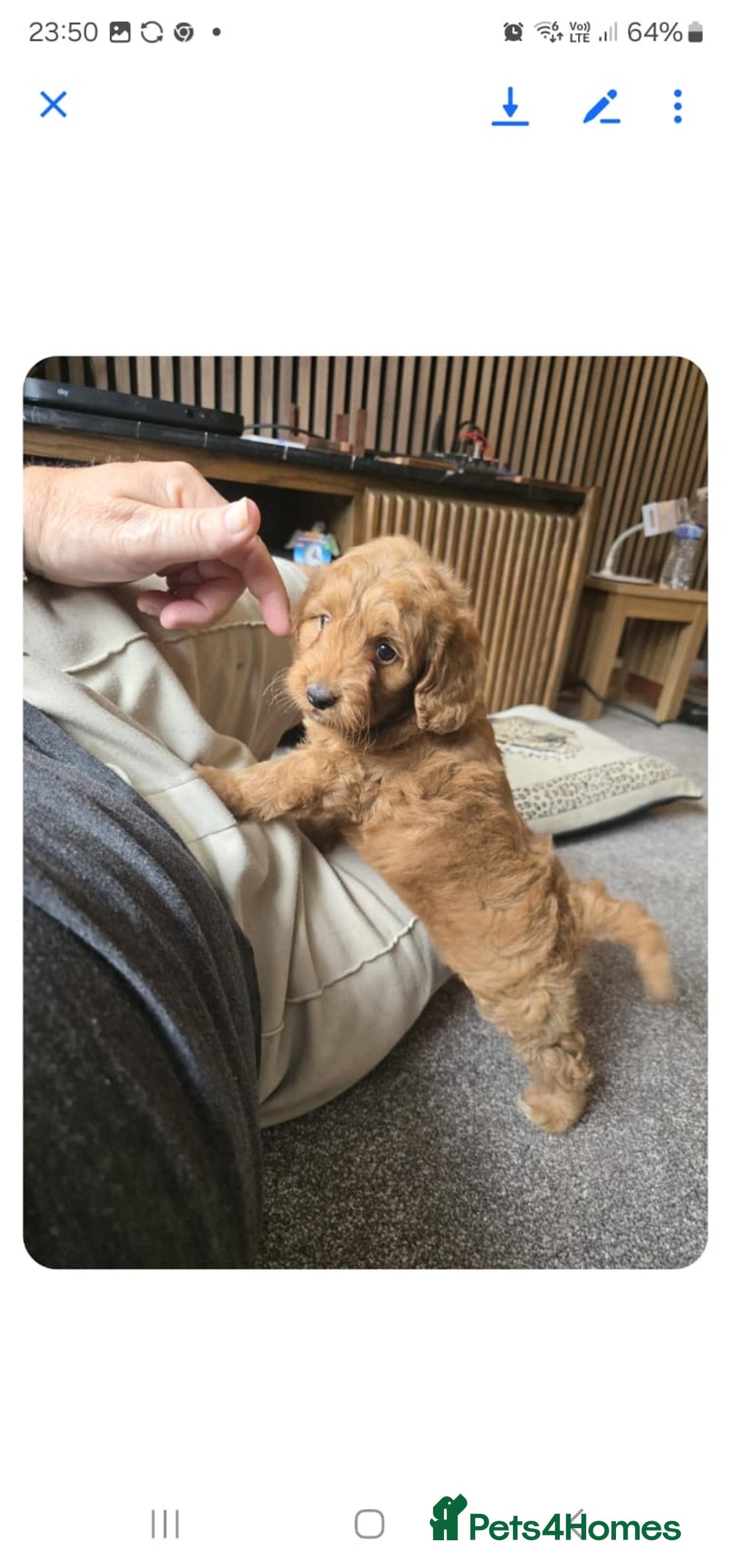 Cockapoo dogs for sale: 1 BOY LEFT! cockapoo F1b, PRA tested - Image 24