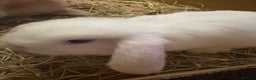 Mini Lop rabbits for sale: Adorable Baby Mini Lop Bunnies - Advert 6