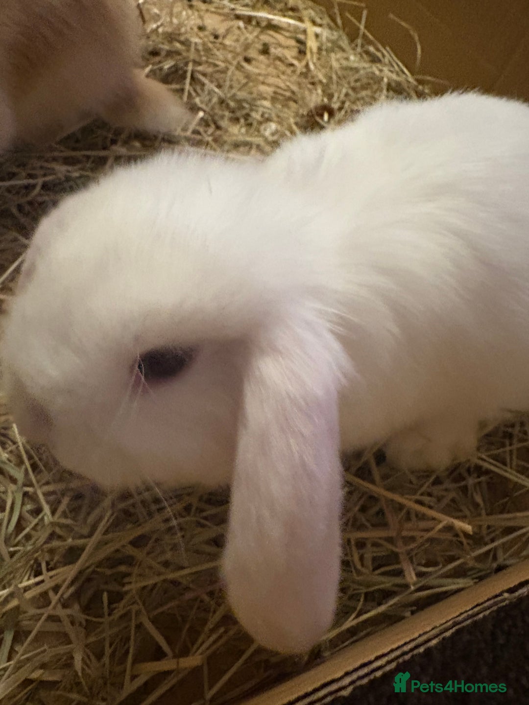 Mini Lop rabbits for sale: Adorable Baby Mini Lop Bunnies - Advert 6