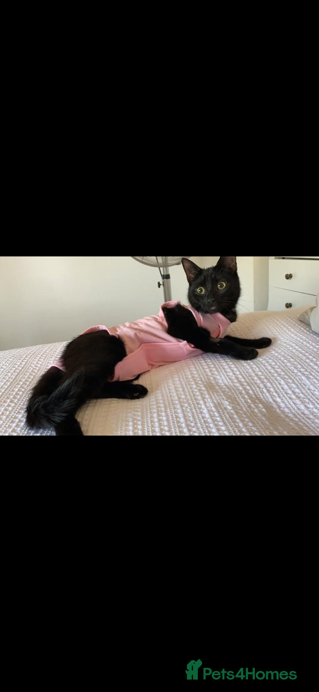 Domestic Shorthair cats for sale: Rehoming my 2 girls  - Image 2