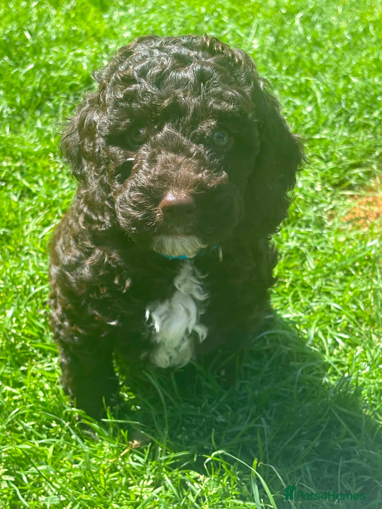 Cockapoo dogs Stunning Cockapoo Puppy -Ready for Loving Homes 🐾 - Advert 14