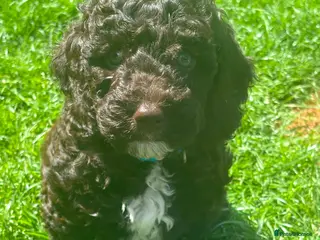 Cockapoo dogs Stunning Cockapoo Puppy -Ready for Loving Homes 🐾 - Advert 13