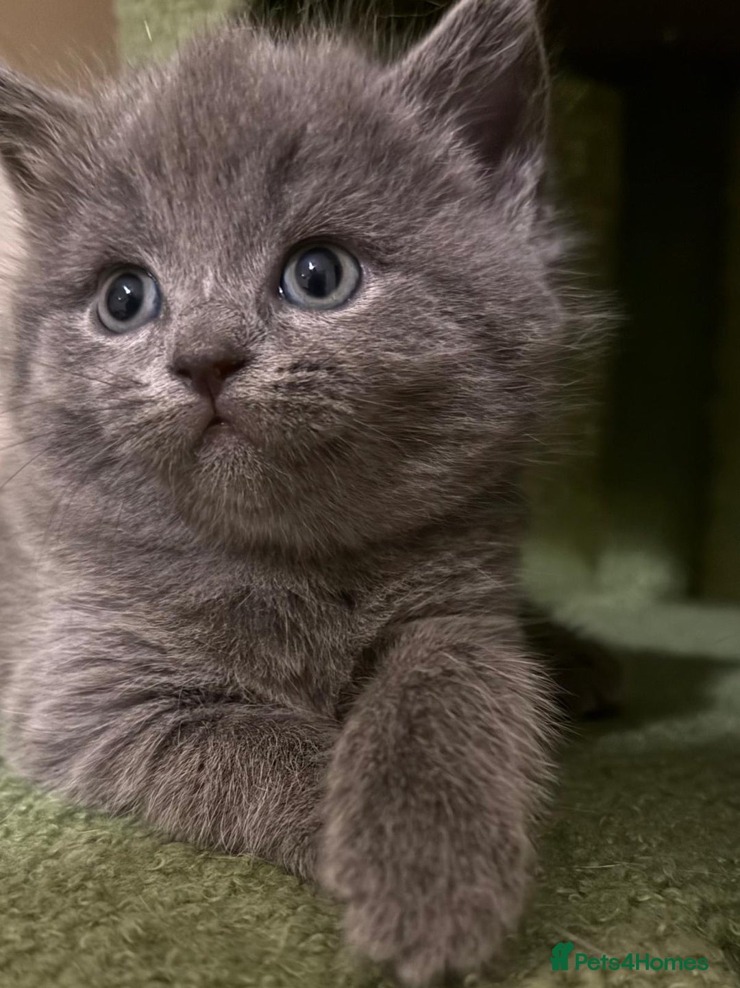 British Shorthair cats for sale: BSH x Ragamuffin Kittens - Advert 11