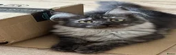 Maine Coon cats for sale: Beautiful GCCF Registered Maine Coon Kittens - Advert 6