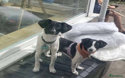 Mixed Breed dogs for adoption: STELLA - Small 10 mth old Pocket Pointer type girl - Image 11