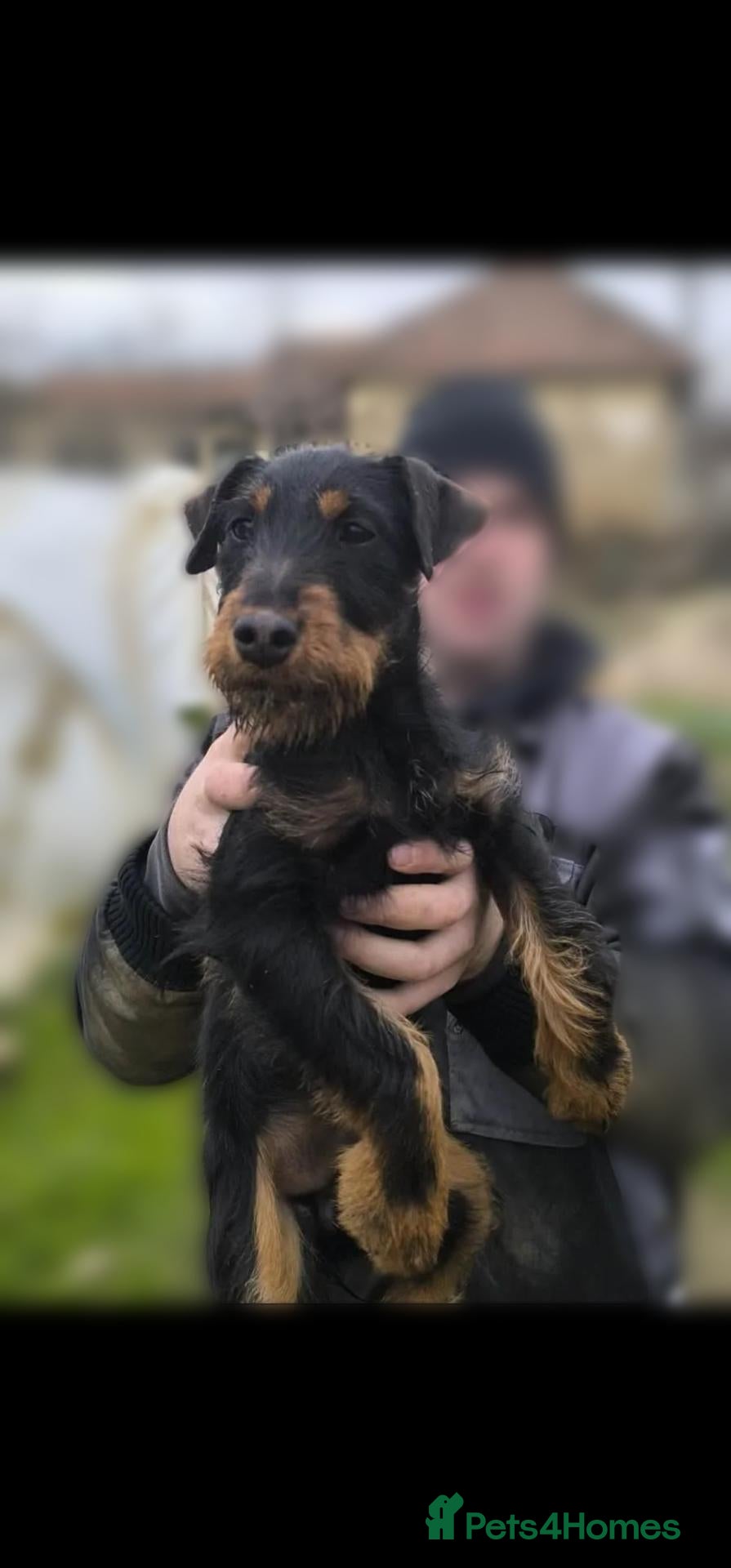 Jagdterrier dogs Jagdterrier female fci registered  - Advert 1