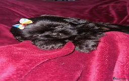 Shih Tzu dogs for sale: Shih Tzu Puppies  - Image 20