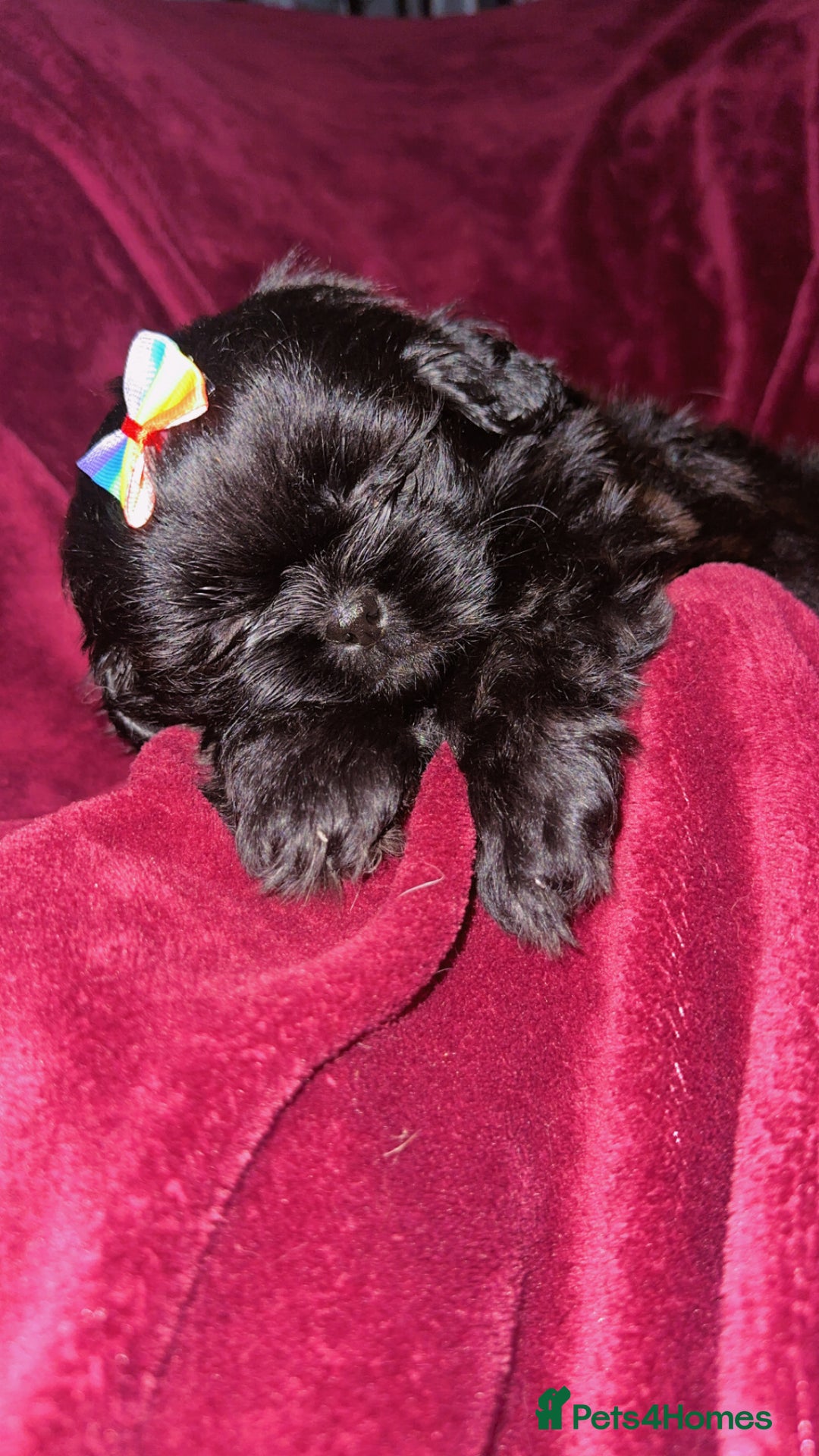 Shih Tzu dogs for sale: Shih Tzu Puppies  - Image 20