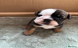 English Bulldog dogs for sale: Ready to go English bulldog puppies - Image 19