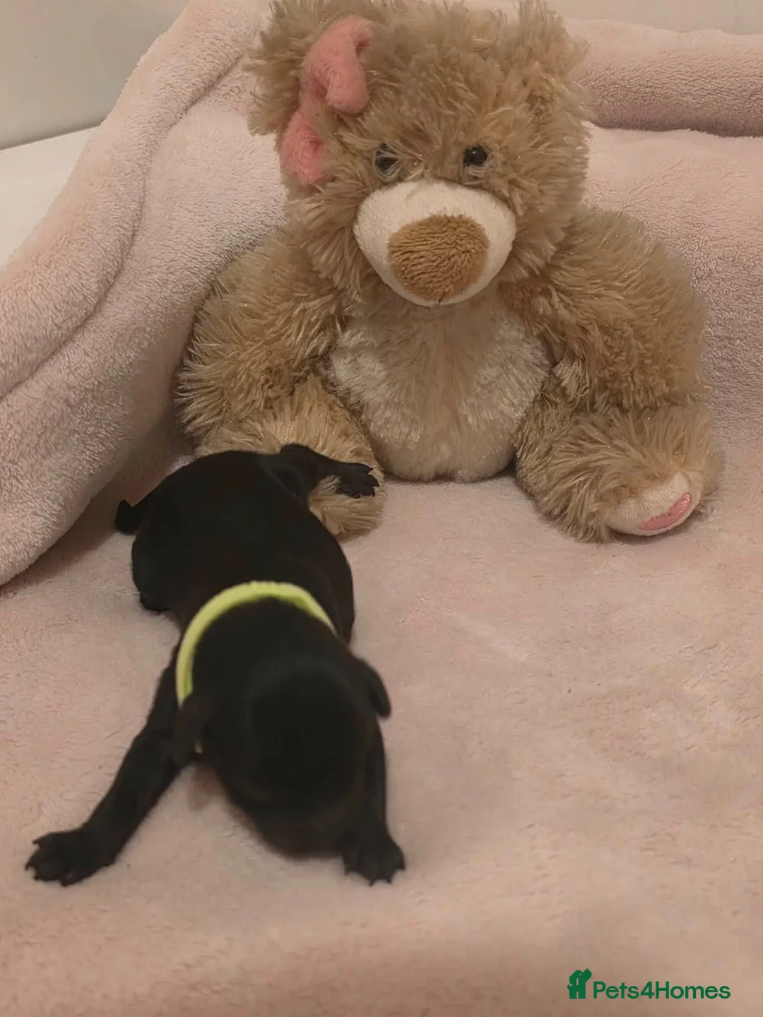 Cavapoo dogs for sale: Stunning cavapoos available  in Lanark - Advert 7