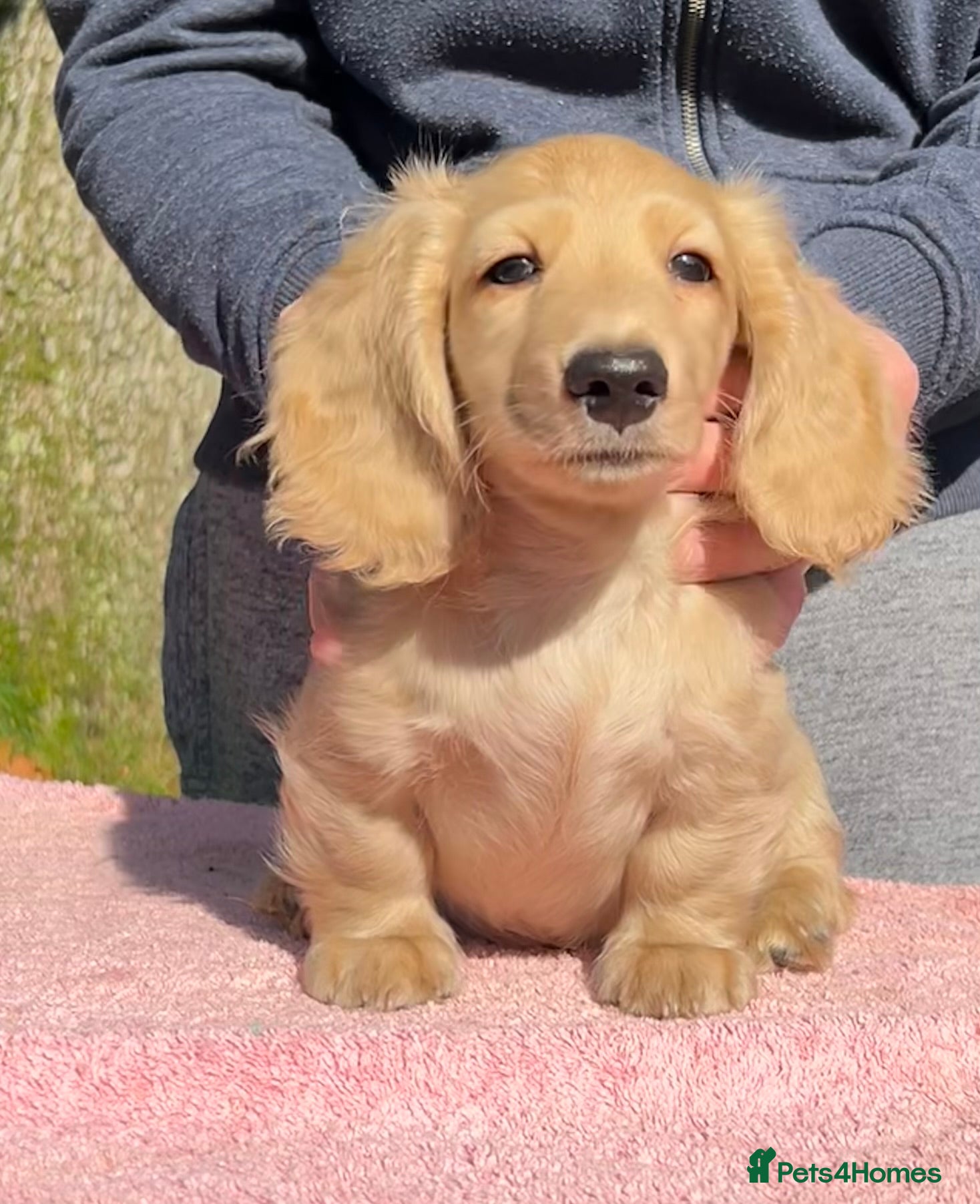 Miniature Dachshund dogs Miniature long haired dachshund boys  - Advert 5