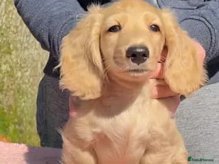 Miniature Dachshund dogs Miniature long haired dachshund boys - Advert 2