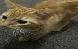 British Shorthair cats for sale: urgent: adorable 6 month old kitten for sale 🐾 - Image 4