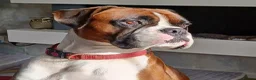 Mixed Breed dogs for sale: 7 Boxer puppys for sale  - Advert 7