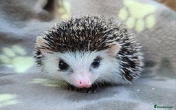 Pygmy Hedgehog rodents for sale: African Pygmy Hedgehog Hoglets  - Image 25