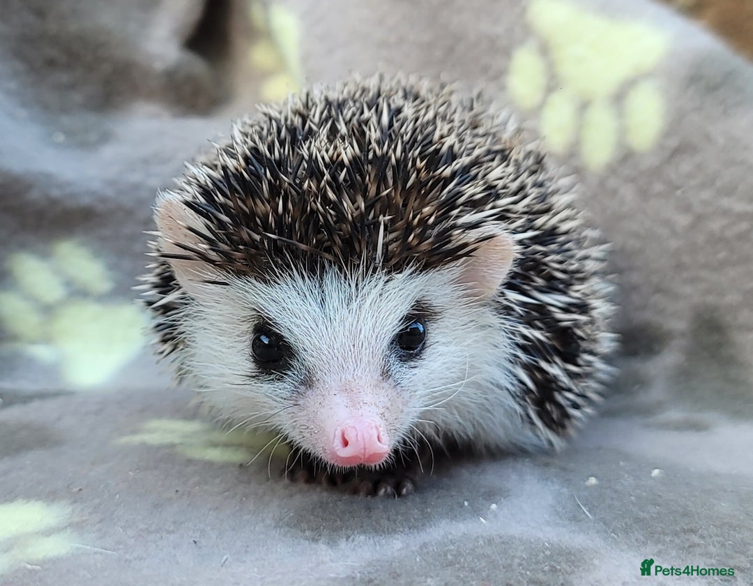 Pygmy Hedgehog rodents for sale: African Pygmy Hedgehog Hoglets  - Image 25