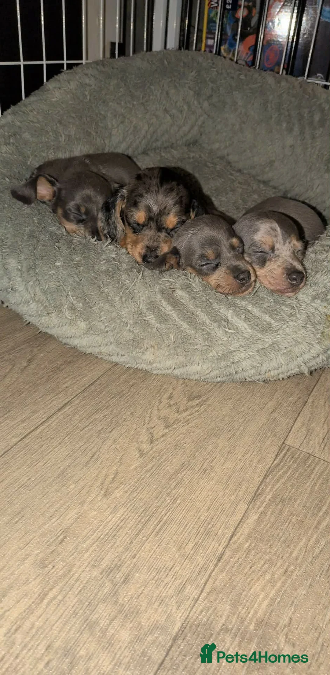Miniature Dachshund dogs for sale: Miniature dachshund puppies  - Advert 4