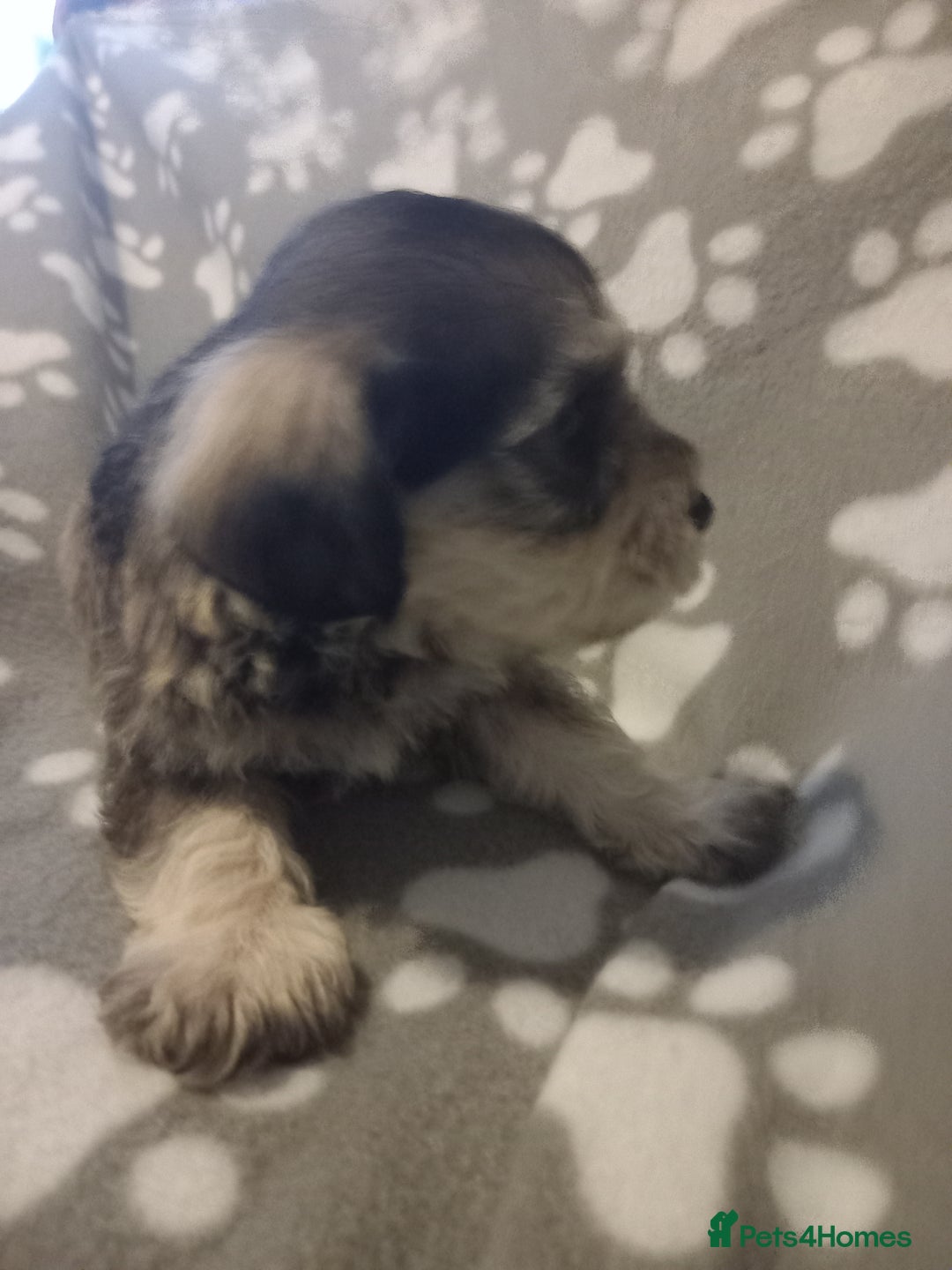 Mixed Breed dogs for sale: TOY SHNOODLES READY 21 DEC - Advert 7