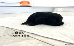 Cockapoo dogs for sale: Beautiful cockapoos  - Image 14